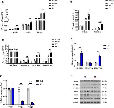 N-3 Polyunsaturated Fatty Acid Dehydrogenase Fat-1 Regulates Mitochondrial Energy Metabolism by Altering DNA Methylation in Isolated Cells of Transgenic Cattle